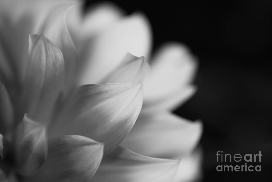 Flowers Still Life Photograph - Magical Dahlia by Joy Watson