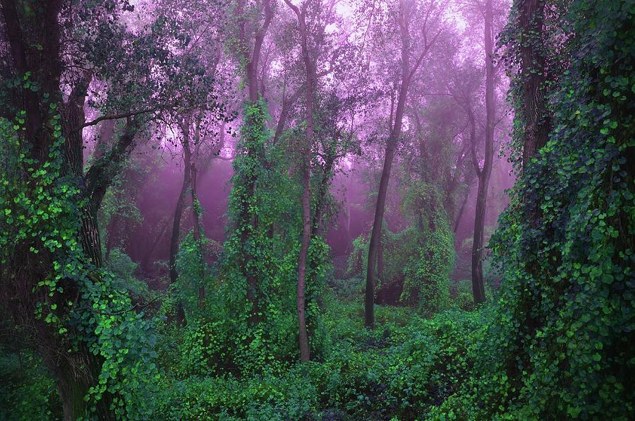 Magical Fairy Forest Photograph by Marilyn MacCrakin