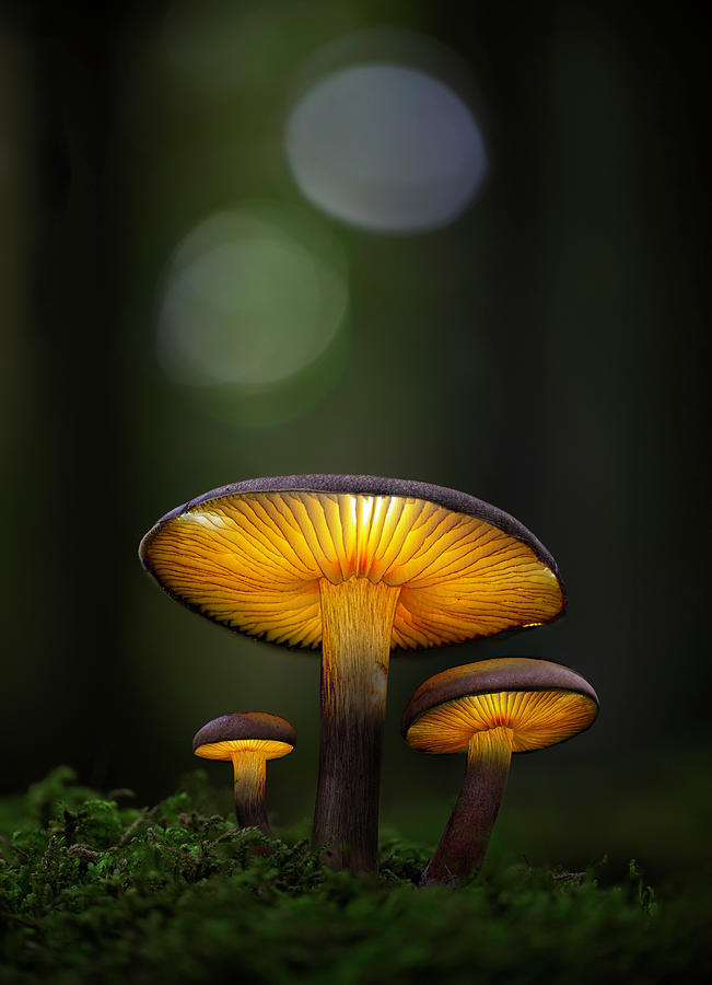 Magical Fairy Tale Glowing Mushrooms Photograph by Dirk Ercken