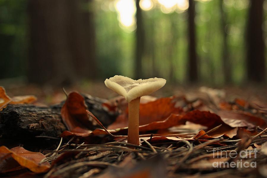 Magical Find Photograph by Vicki Spindler