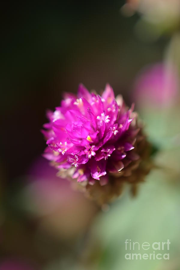 Magical Flower Photograph by Mini Arora