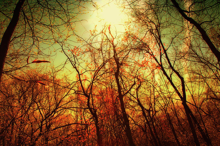 Magical Forest - Autumn Photograph by Amy Neufeld