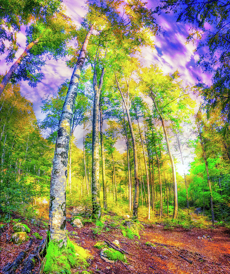 Magical Forest green yellow birch foliage Photograph by Eszra Tanner