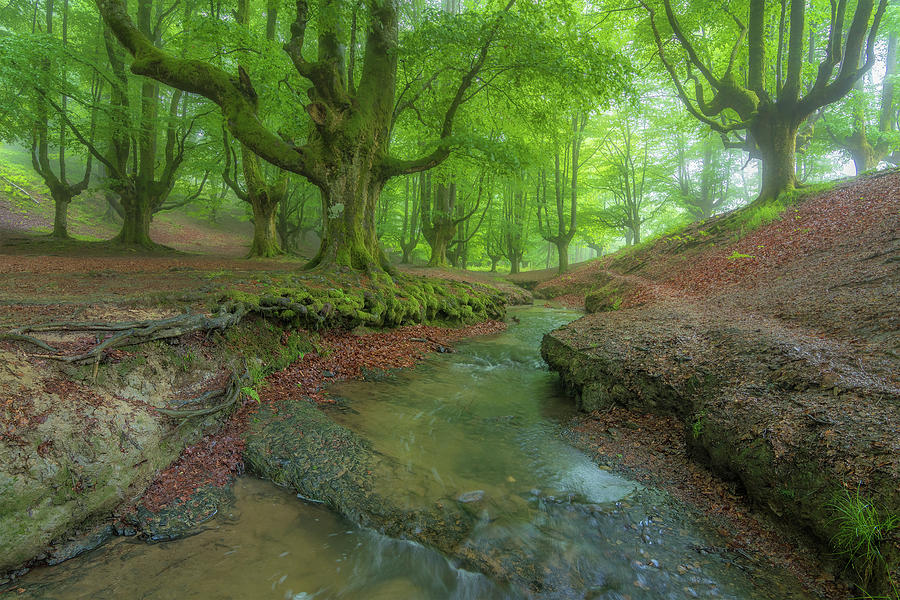 Magical Forest In Spring Photograph By Acas Photography Pixels