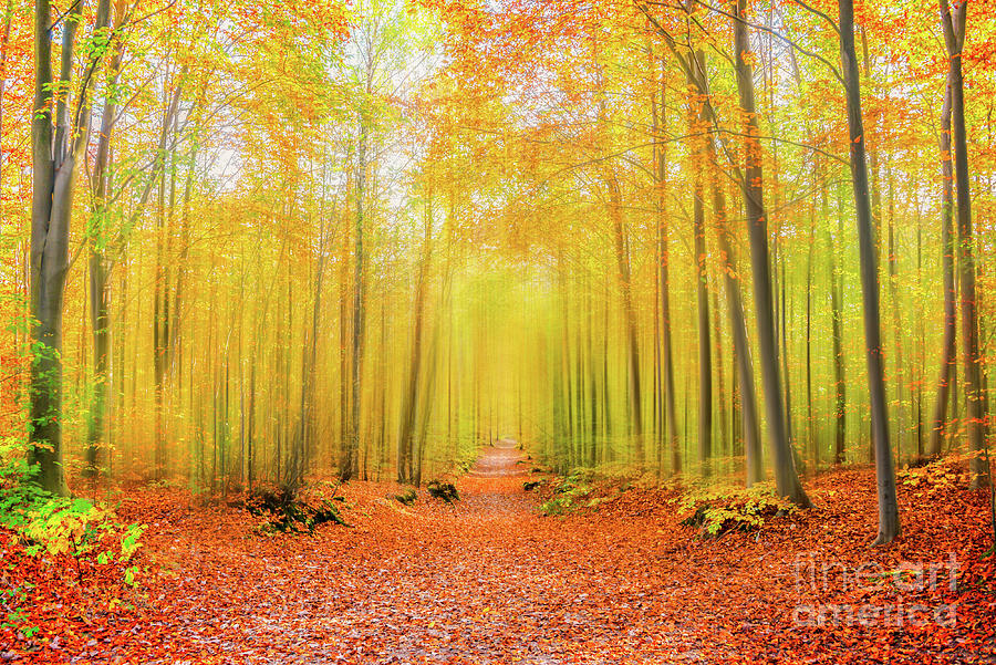 Magical forest path in fall Photograph by Delphimages Photo Creations
