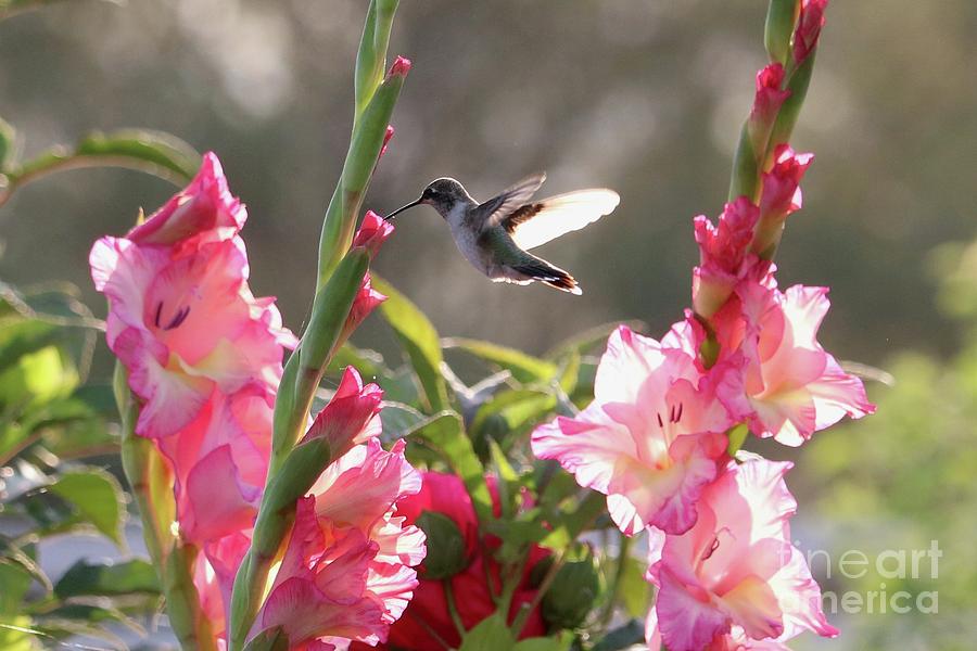 Magical Hummingbird Gladiolus Photograph by Carol Groenen