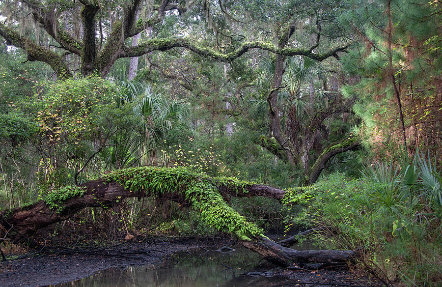 Magical in South Carolina Photograph by Marcy Wielfaert