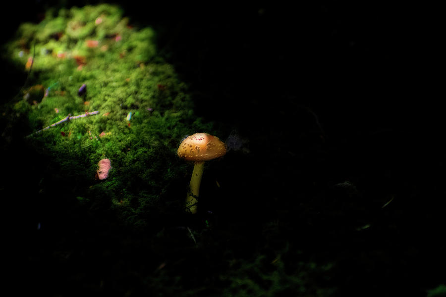 Magical lighting on mushroom in forest Photograph by Dan Friend