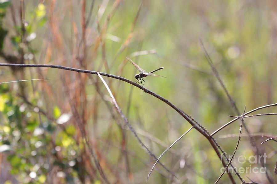 Magical Marsh Dragonfly 2 Photograph by Carol Groenen