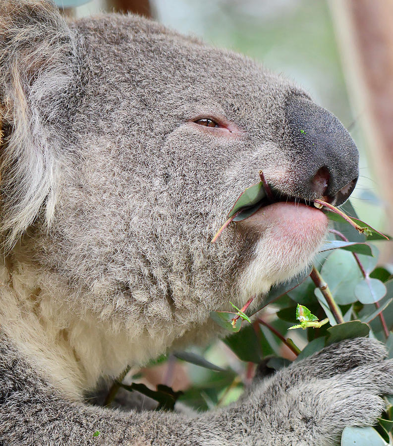 Magical Marsupial - Koala Photograph by KJ Swan