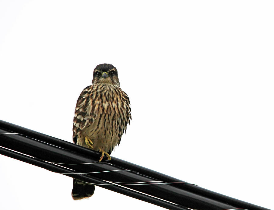 Falcon Photograph - Magical Merlin by Debbie Oppermann