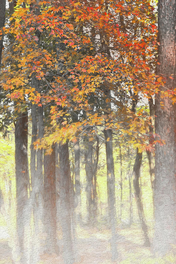 Magical Misty Autumn Forest Photograph by Ola Allen
