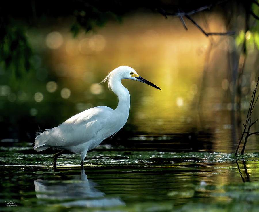 Magical Morning Egret Photograph by Judi Dressler