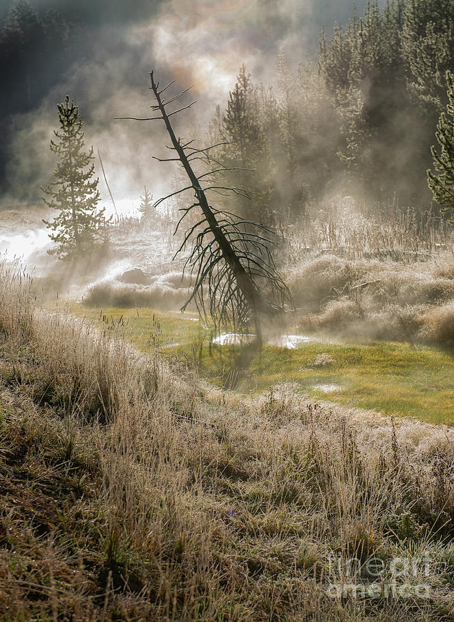 Magical Morning in Yellowstone Photograph by Sandra Bronstein