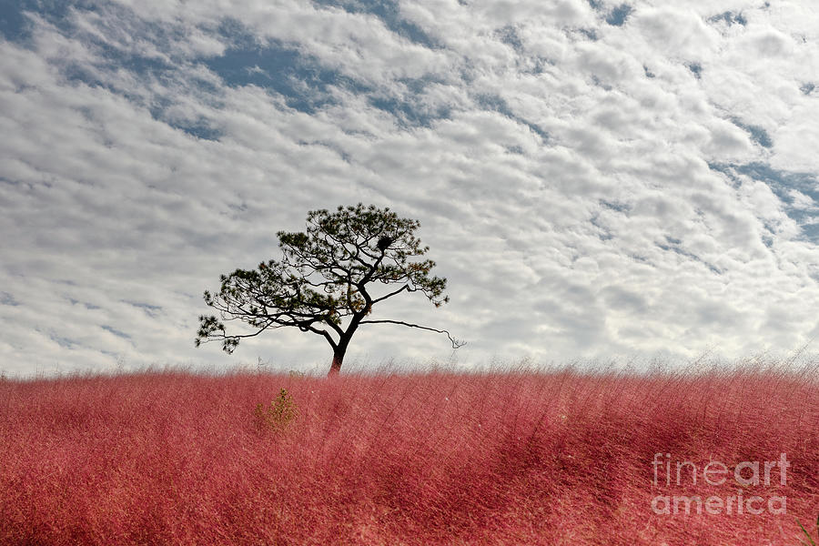 Magical Muhly Photograph by Rebecca Caroline Photography