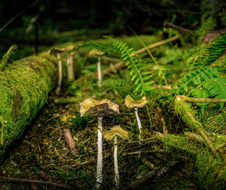 Magical Mushroom Photograph by Bill Posner