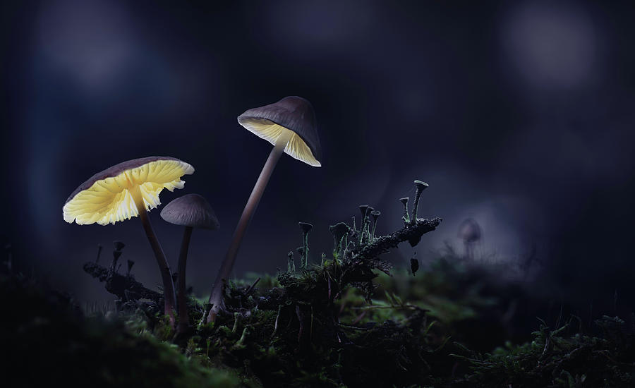 Magical mushrooms flowing in the dark Photograph by Dirk Ercken