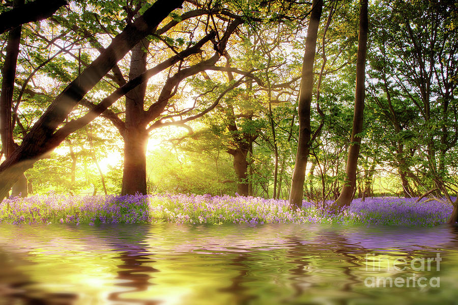 Magical pond in bluebell forest Photograph by Simon Bratt