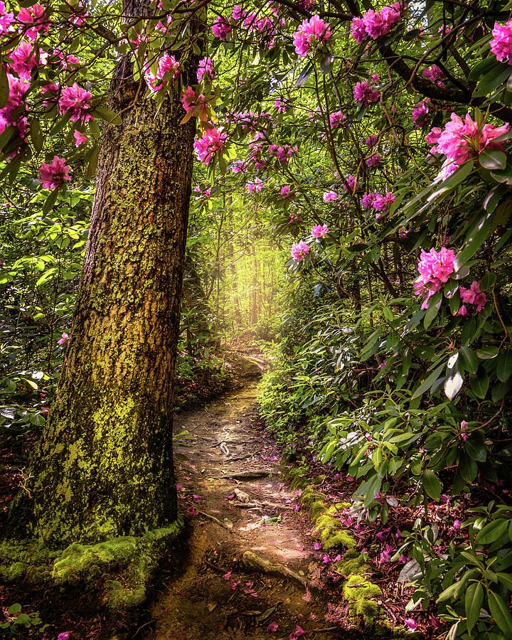 Spring Photograph - Magical Spring Hike by SC Shank