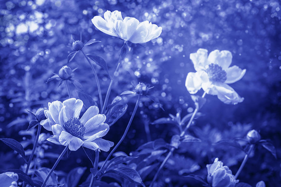 Magical Sunshine Peonies in Blue Digital Art by Marianne Campolongo