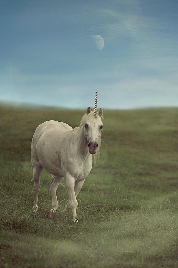 Magical Unicorn Photograph by Carrie Ann Grippo-Pike