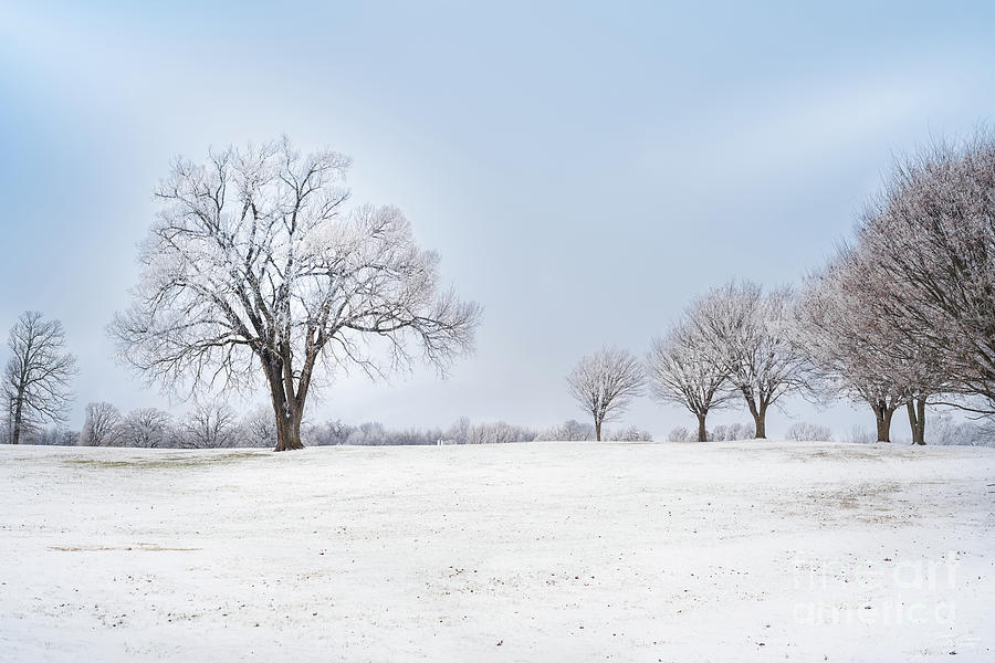 simple winter landscape