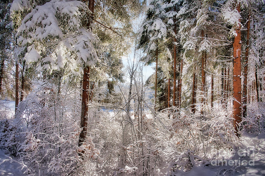Magical Winter Wonderland Photograph by Edmund Nagele FRPS