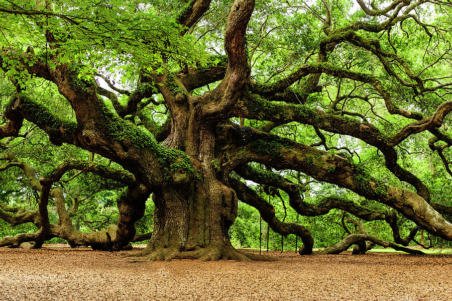 Mystical Angle Oak Tree larger image Photograph by Louis Dallara
