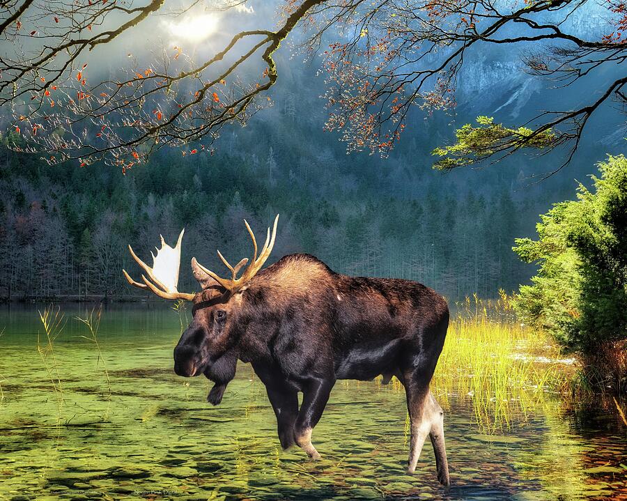 Magnificent Moose Digital Art by Norman Brule