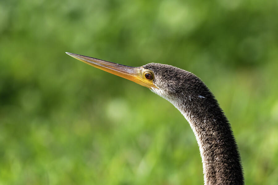 Magnificent Anhinga Photograph by Dawn Currie