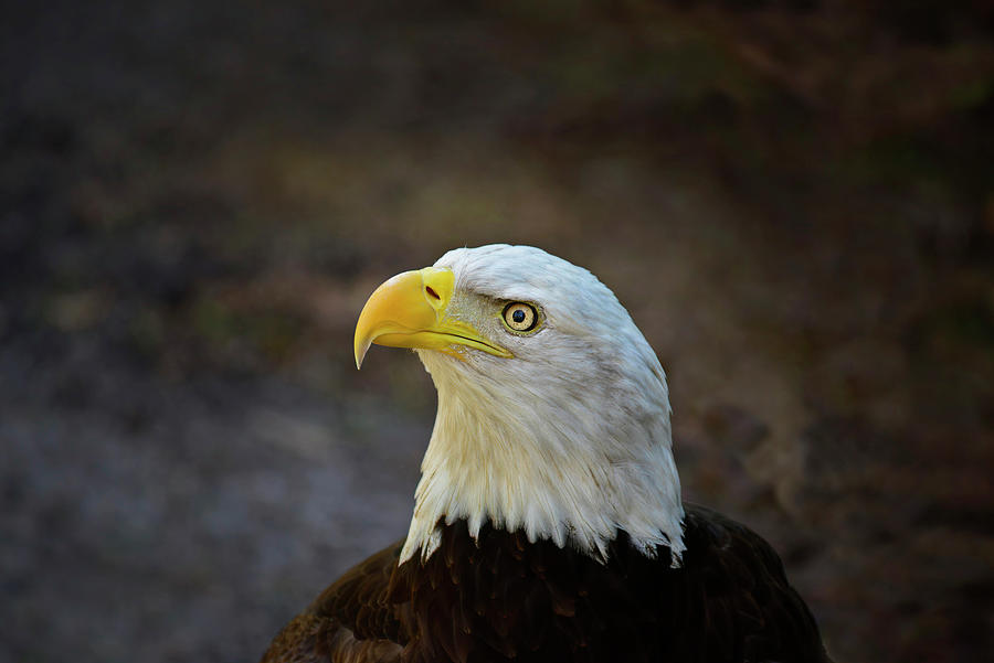 Magnificent Bald Eagle Photograph by Cindy McIntyre
