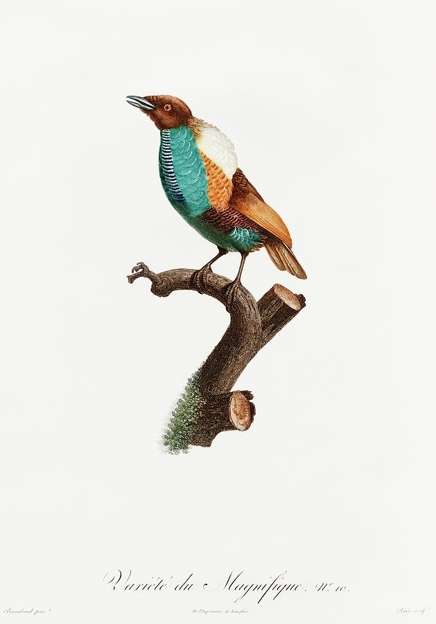 Magnificent Bird Of Paradise Female -  Vintage Bird Illustration - Birds Of Paradise  Digital Art by Studio Grafiikka