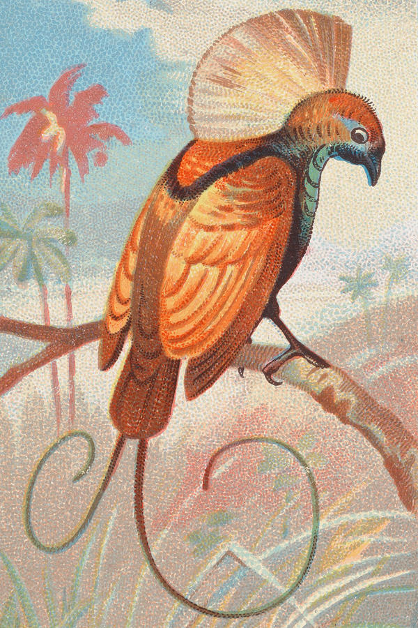 Nature Drawing - Magnificent Bird of Paradise by George S Harris and Sons