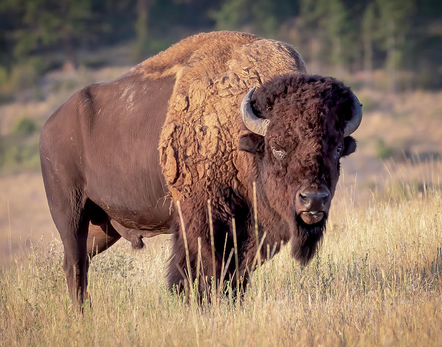 Magnificent Bison Bull Photograph by Jack Bell