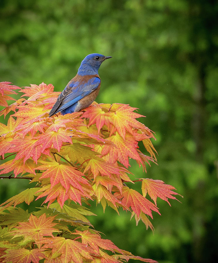 Magnificent Bluebird Photograph by Jean Noren