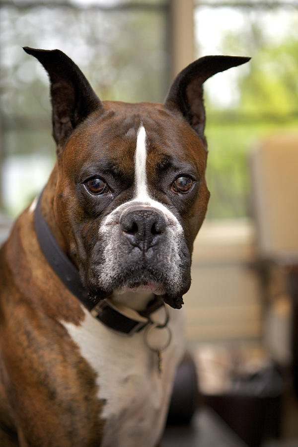 Magnificent Boxer puppy dog Photograph by Back in the Pack dog portraits