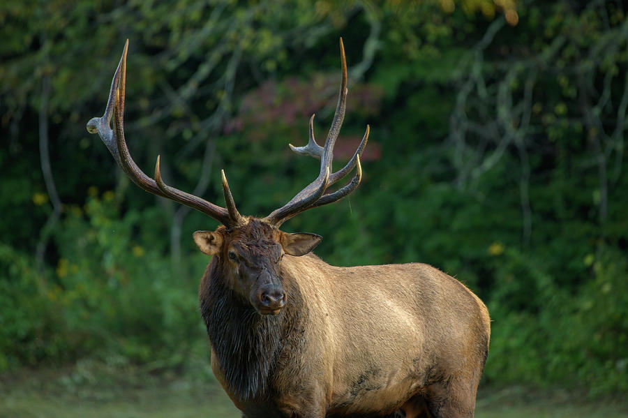 Magnificent Bull Elk Photograph by Robert J Wagner