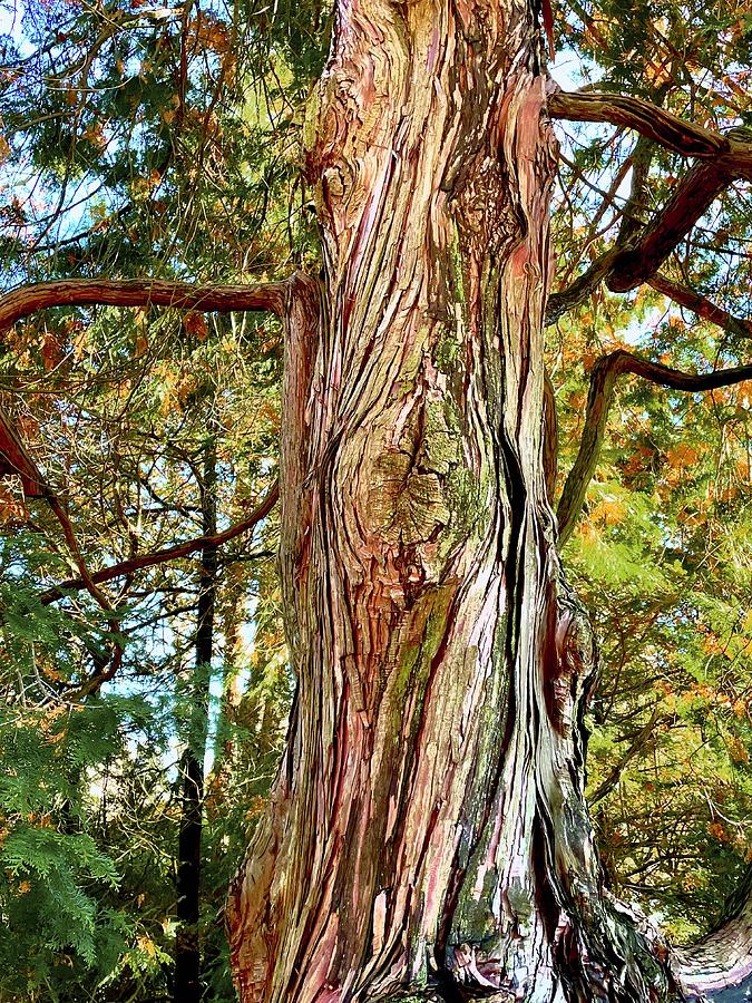 Magnificent Cedar Photograph by Alida M Haslett