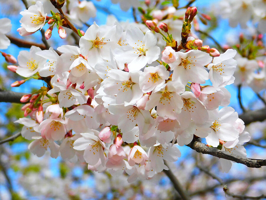 Magnificent Cherry Blossom Photograph by Emmy Marie Vickers - Fine Art ...