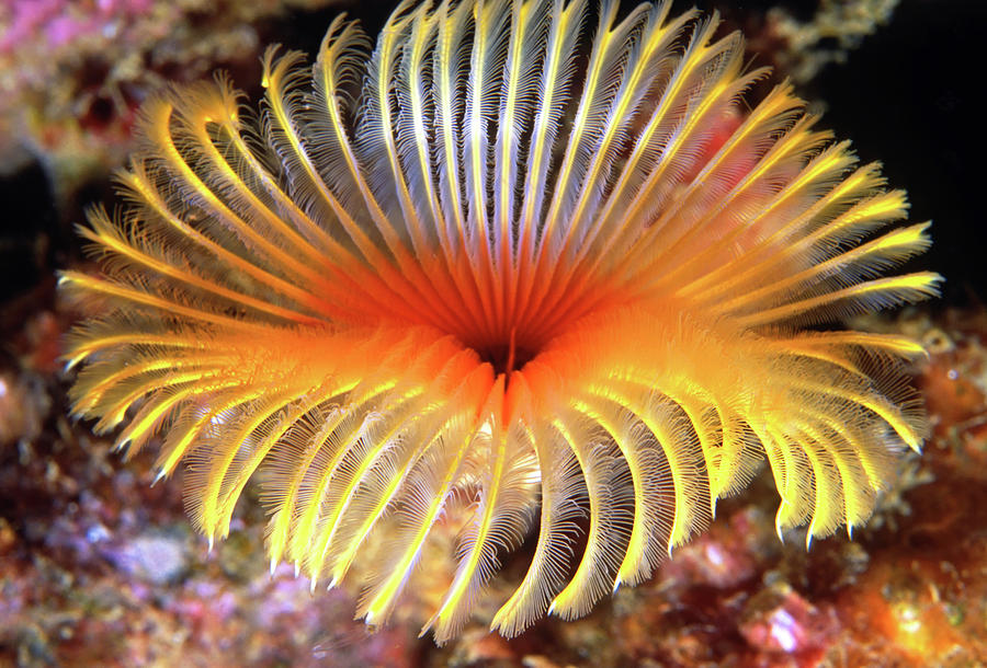 Magnificent feather duster worm. Venezuela Photograph by Jimmy Villalta