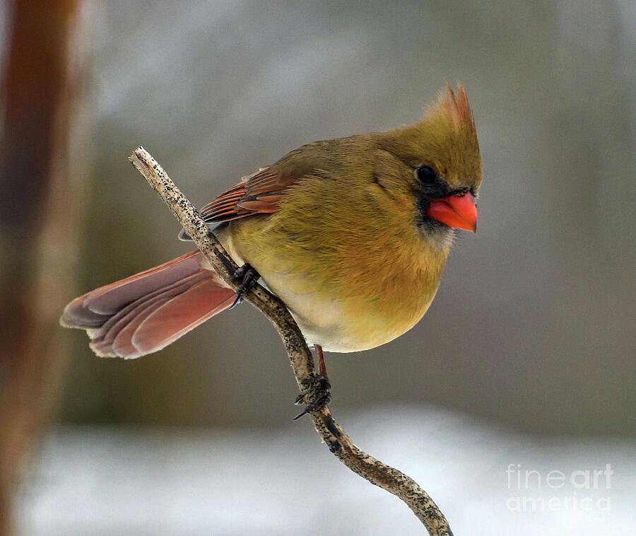 Magnificent Female Northern Cardinal Photograph