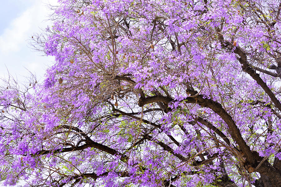 Magnificent Floral Branches of Jacaranda Trees Photograph by Brian Tada