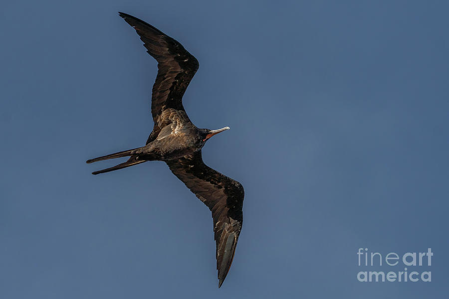 Magnificent Frigatebird in Flight over Genovesa Photograph by Nancy Gleason