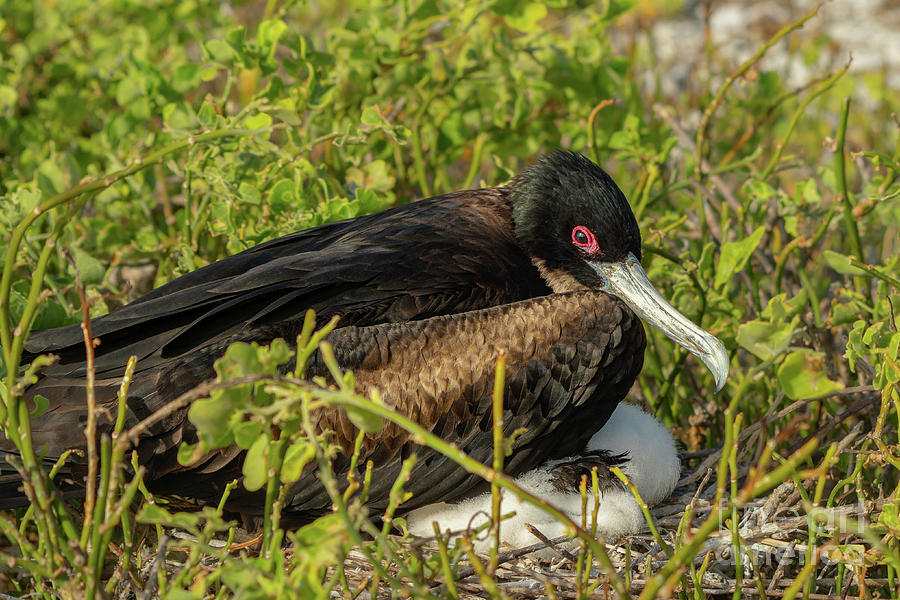 Magnificent Frigatebird Protecting Chick in Nest at Genovesa Photograph by Nancy Gleason