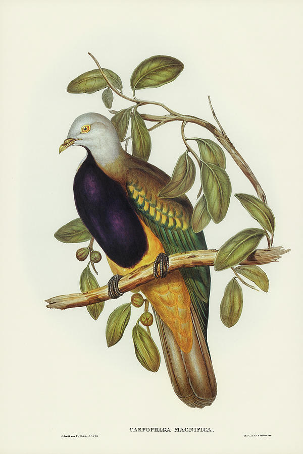 John Gould Drawing - Magnificent Fruit Pigeon, Carpophaga magnifica by John Gould