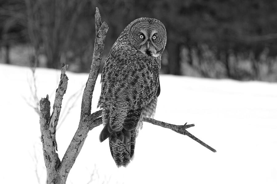 Magnificent Great Grey Owl Black And White Photograph