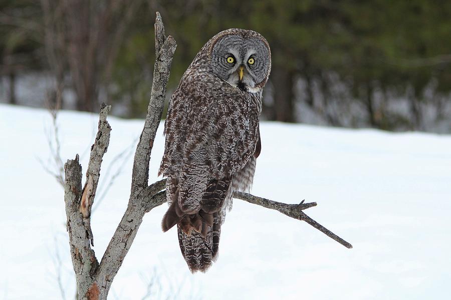 Magnificent Great Grey Owl Photograph