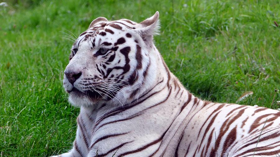 Magnificent Impressive Great White Tiger Relaxing Ultra HD Photograph ...