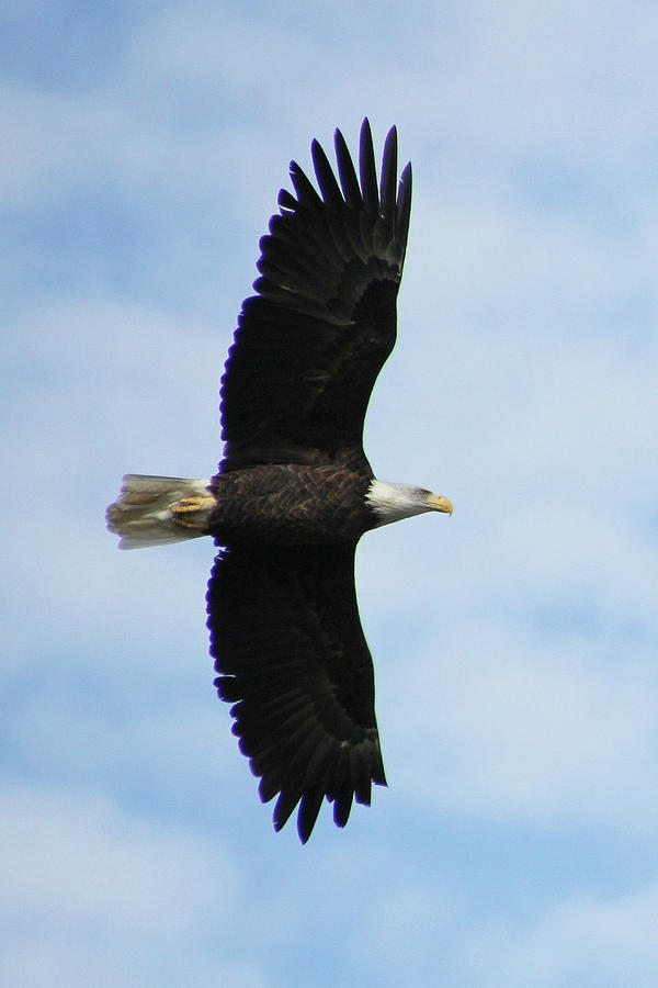 Magnificent In Flight Photograph By Linda Goodman - Fine Art America