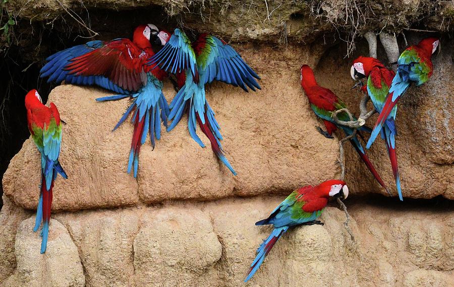 Magnificent Macaws Photograph by Chuck Border - Fine Art America